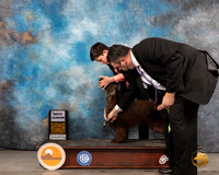 Field Spaniel #J403 Thurs BJr Judge Del Richards