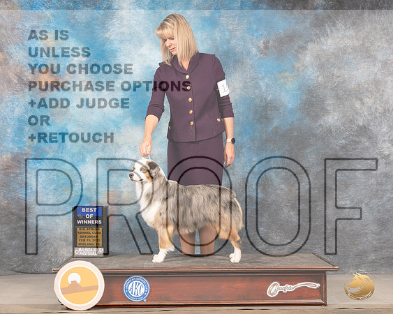 Miniature American Shepherd #15 Sat BOWWB Judge Judy BrownMMJ_4351_Mdlnd2022_HR3