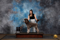 Poodle Standard MC #404 Sat Sun BF Judge Chandra Martin and Brenda Landers