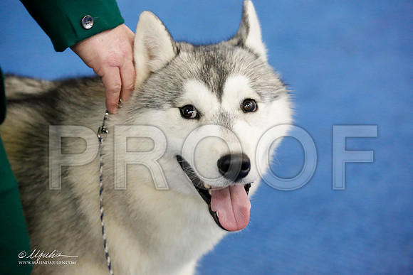 _M3_8222-AddisonHuskyMar2015-HR3