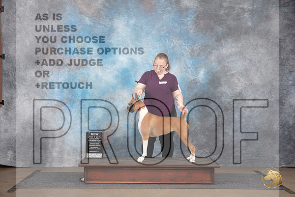 Boxer #475 Sat NGCh Judge Jennifer Landers __JP_2592_LongviewTX_2024_HR3