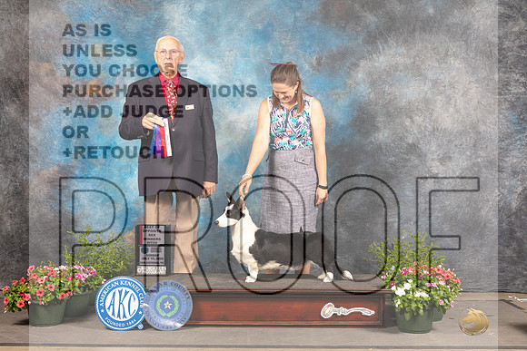 Cardigan Welsh Corgi #8 Sun WBBOS Judge Robert Shreve-_MJ_0900e-SA2022_HR3