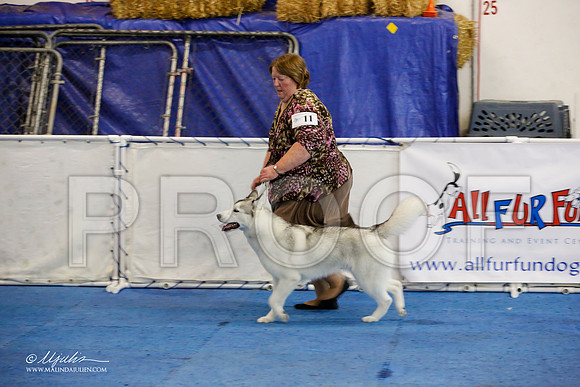 _M3_8233-AddisonHuskyMar2015-HR3