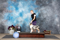 Miniature American Shepherd #6 Sat BOSWB Judge Del Richards