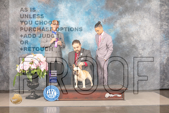 French Bulldog #21 Sun WD Judge Luis Sosa_MJ_7712_Houston_2022_HR3