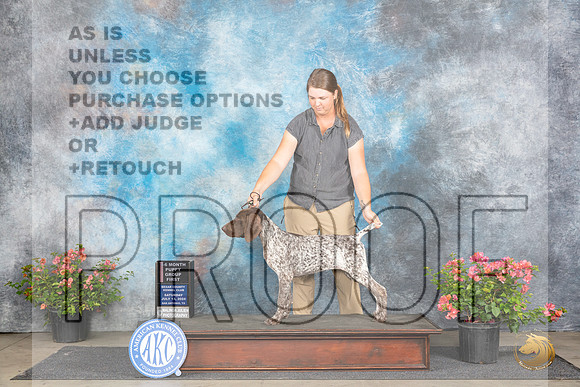 German Shorthaired Pointer #14 Sat PG1 Judge Wendy G Willhauck__JP_4777_San Antonio_2024_HR3