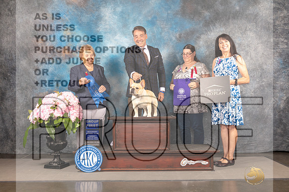 French Bulldog #7 Sun G1 Judge Polly Smith_MJ_8436_Houston_2022_HR3