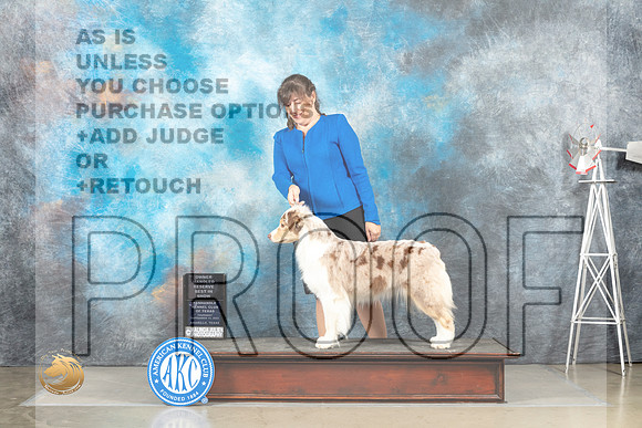 Australian Shepherd #12 Thurs OHRBIS Judge Debra Thornton r_MJ_5158_Amarillo_2022_HR3
