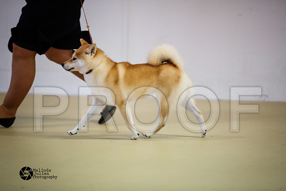 shib-9173-HtoJan14-HR