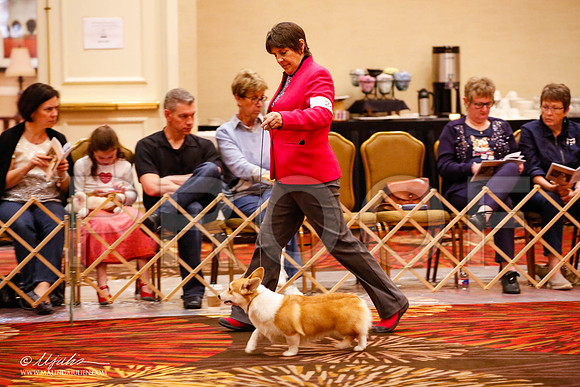 _JJ_8709-HstnCorgiFeb2015-HR3