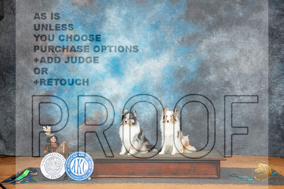 Shetland Sheepdog #35 HITHCNTV Judge Maureen Buford nojudge__JP_8557_MARSHALL_2024_HR3