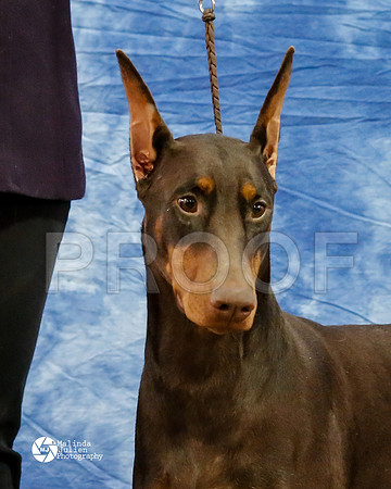 dobe-6279-HtoJan14-HR