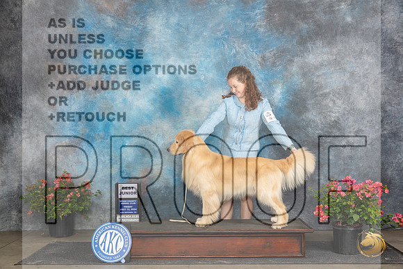 Golden Retriever #J750 Fri BJr Judge Wendy Willhauck __JP_4402_San Antonio_2024_HR3