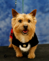 Norwich Terrier Roberta Kirby