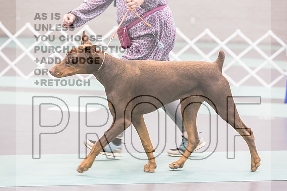 Doberman Pinscher Rings Sat_JJL_8158_UKCLNGVIEWOCT2024_2024_HR3