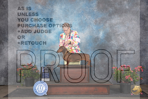 Dachshund Smooth #11 Sat WDBOWMCH Judge Christie Martinez __JP_5131_San Antonio_2024_HR3