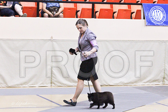 MatchPup-9376LR