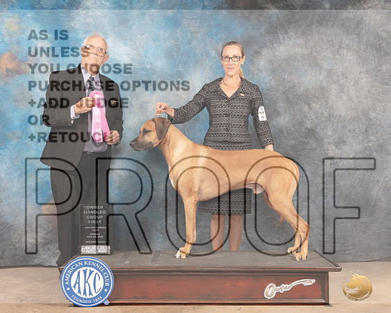 Rhodesian Ridgeback #9 Sun OHG1 Judge Thomason Stanfield-MMJ_4872-Abilene2022-HR3