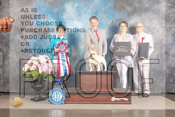 French Bulldog #7 Sat BIS Judge Barbara Alderman_MJ_7378_Houston_2022_HR3