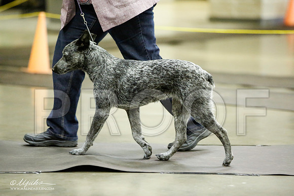 _JJ_6085-BeltonJan2015IABCA-HR3