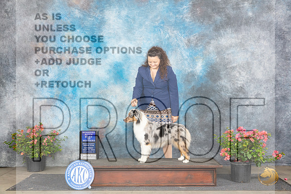 Miniature American Shepherd #8 Sat 1WBBOW Judge Polly (Mrs Robert) D Smith__JP_4877_San Antonio_2024_HR3
