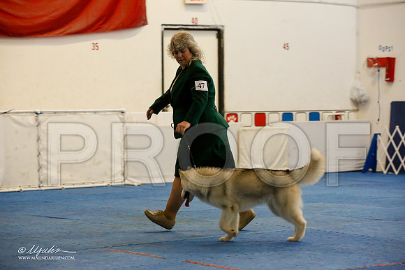_M3_8162-AddisonHuskyMar2015-HR3