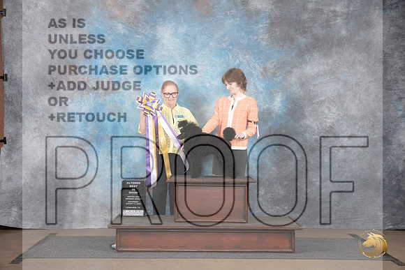 Poodle Miniature MC #328 Sat Alt BIS Judge Brenda Landers__JP_2581_LongviewTX_2024_HR3