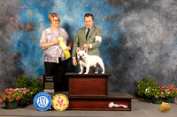 French Bulldog #37 Sat G3 Judge Cindy Lane