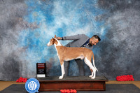 Ibizan Hounds #5 G2 Sat Judge Pat Trotter