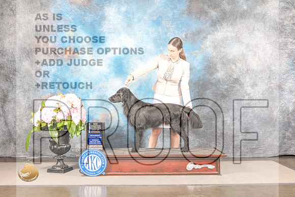 Flat Coated Retriever #9 SUN WD BOW NCH Major Judge Polly SmithFlat Coated Retriever #9 SUN WD BOW NCH Major Judge Polly Smith_MJ_8247_Houston_2022_HR3_Houston_2022_HR3