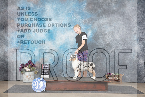Miniature American Shepherd #6 Sat BOSWB Judge Del Richards__JP_6986_Belton_2024_HR3