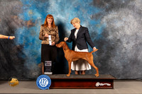 Vizsla #27 WED SD Judge Linda Hurlebaus