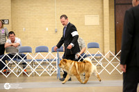 Chow Chow Fri Ring