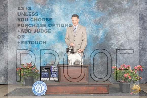Papillion #20 Sat WB BPup Judge Azalea Alvarez__JP_4981_San Antonio_2024_HR3