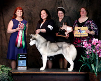 Siberian Husky #15 Sun Best Vet Karen Morin & Carol Preble Dawn Eisele +A1-2