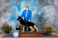 German Shepherd Dog ? Sergio