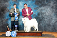 Samoyed #5 Sun G1 Judge Jim Fehring