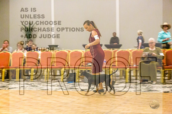 Manchester Terrier MTOY Candids-JJL_2183-Hstn2022_HR3