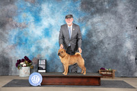 Chinese Shar Pei #14 Sat NCh Judge Sulie Greendale-Paveza