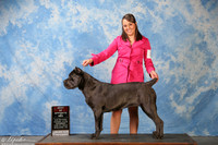 Cane Corso #8 Sat BOS