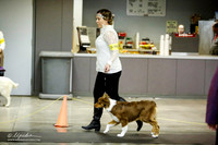 Miniature American Shepherds Sat Ring