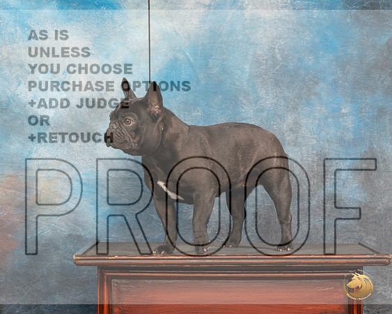 French Bulldog #32 Fri CustomMMJ_3288_Mdlnd2022_HR3