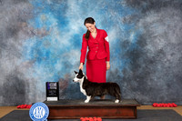 Cardigan Welsh Corgi #22 Sun WBM Judge Beth Downey