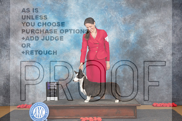Cardigan Welsh Corgi #22 Sun WBM Judge Beth Downey__JP_0586_Sulphur Springs_2024_HR3