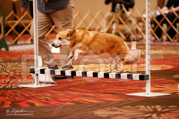 _JJ_7307-HstnCorgiFeb2015-HR3