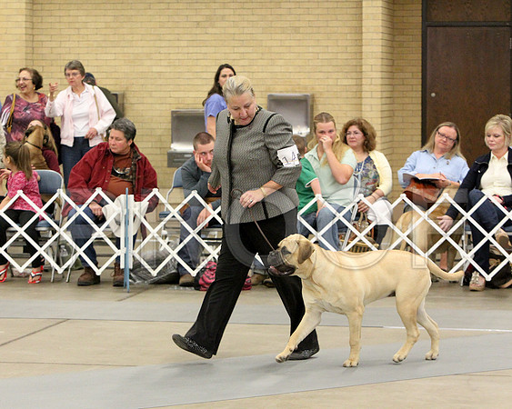 9-12Pup-8535
