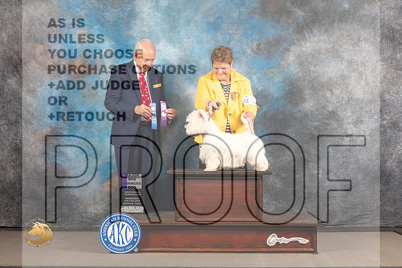 West Highland White Terrier #17 WED WD Judge Gary Sackett_MJ_1981_Houston_2022_HR3