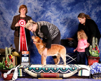 Australian Cattle Dog #7 Fri Best of Opposite Sex Johnson Jacquelyn and Matthew Johnson Chris Ann Moore Judge D Brown