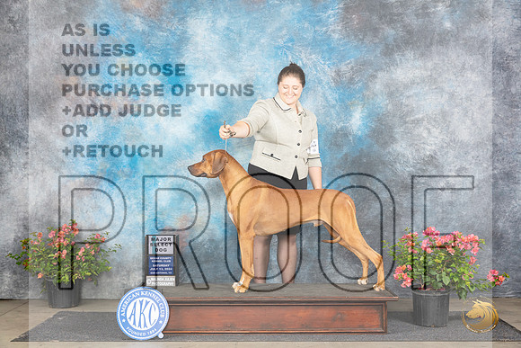 Rhodesian Ridgeback #17 Sat SD Judge Victor Rosado __JP_4828_San Antonio_2024_HR3