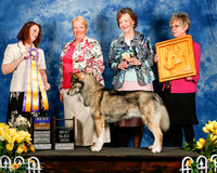 #39 Sat BOB Best Sled Dog Mike & Susan Lavin Judge Stephanie Hamblin-Barnhill